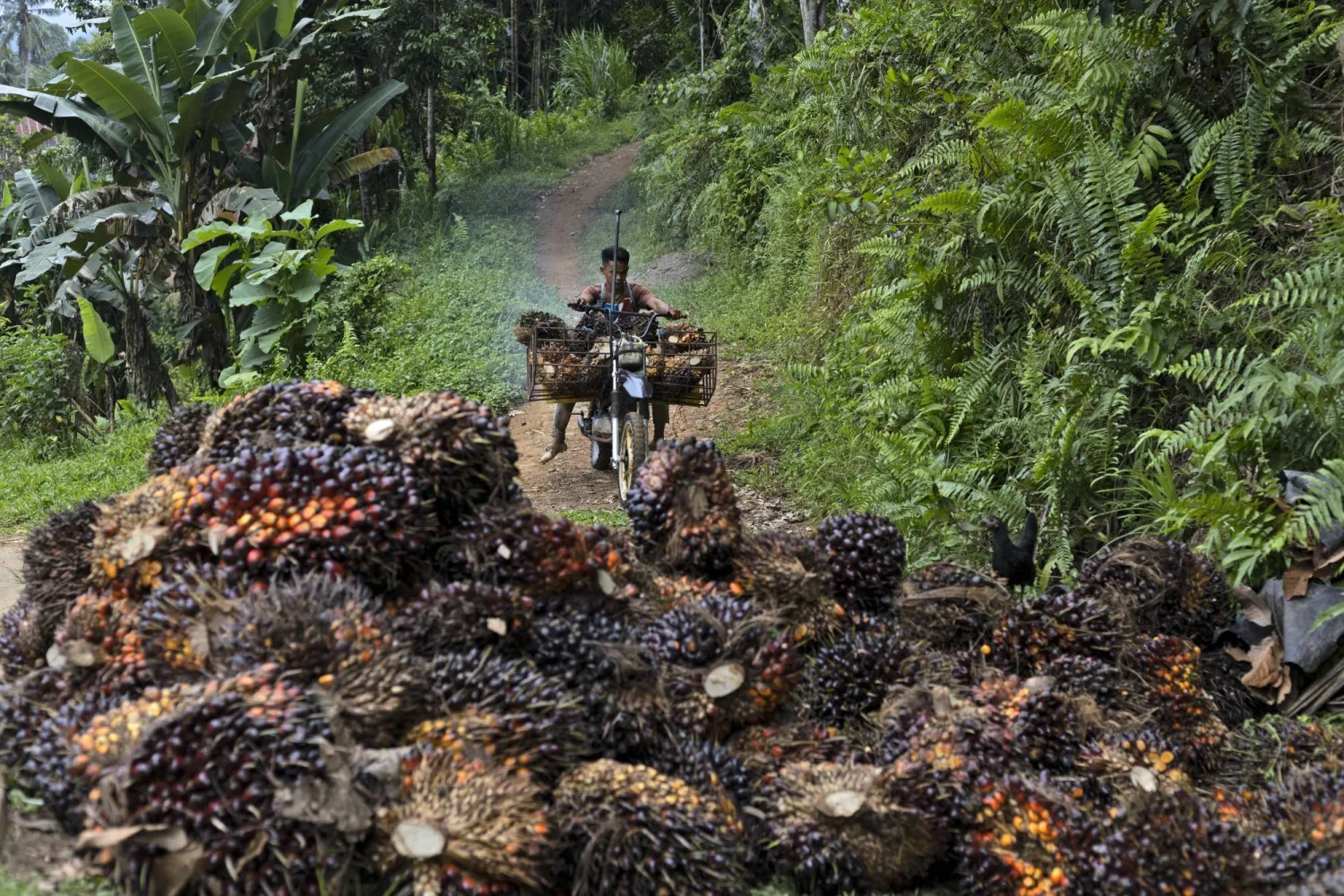 FILE - A man uses a motorcycle to transport palm fruit at a plantation in Polewali Mandar, South Sulawesi, Indonesia, April 21, 2024. (AP Photo/Yusuf Wahil, File)