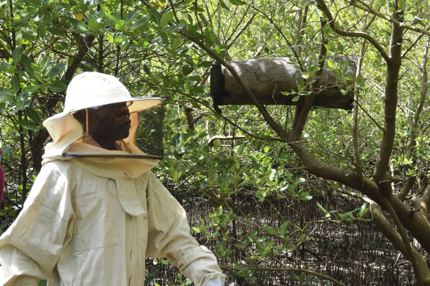 Kenya has 54,430 hectares (134,500 acres) of mangroves remaining - The AP