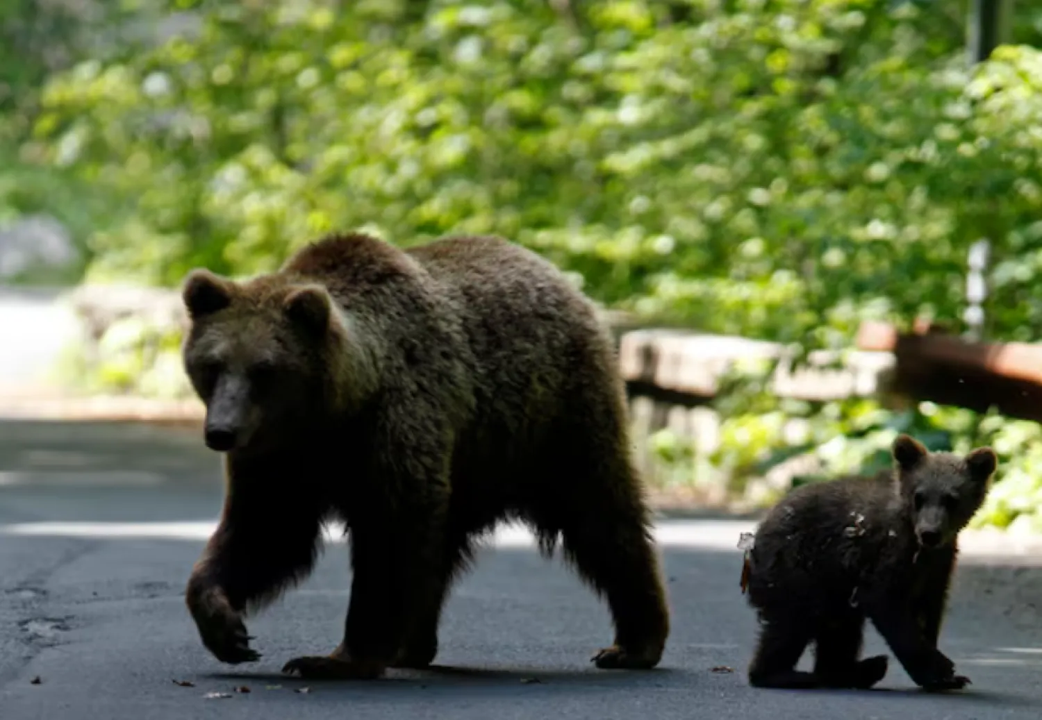 A brown bear and her cub play on the road in the outskirts of Sinaia, 140 km north of Bucharest, June 15, 2009. REUTERS/Radu Sigheti/File Photo Purchase Licensing Rights