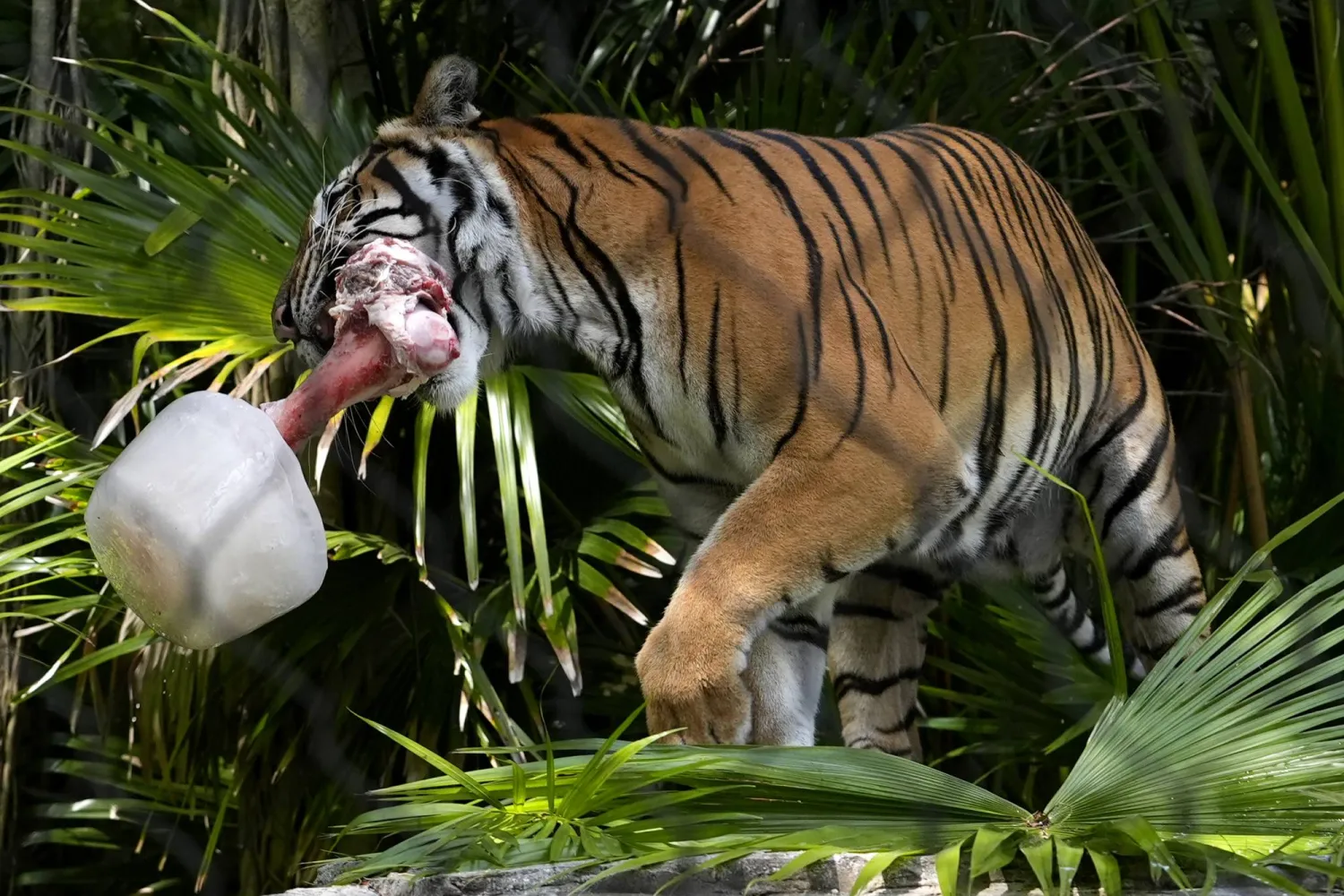 آبي نمر ماليزي  يحمل عظم بقرة في كتلة من الجليد في حديقة حيوان بالم بيتش بولاية فلوريدا (أ.ب)