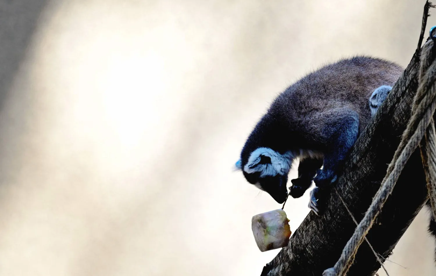 قرد الطمارين يأكل الفواكه المجمدة ليبرد نفسه في حديقة حيوان «بيوباركو» خلال موجة الحر في روما (أ.ف.ب)