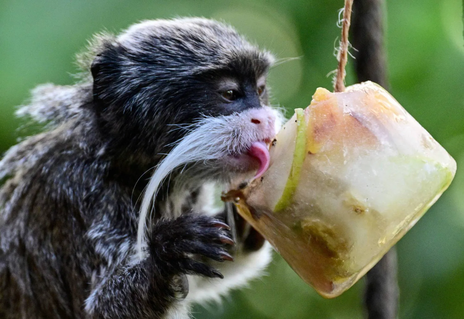 تستمتع الحيوانات بالسباحة واللعب في الماء والطعام المثلج (أ.ف.ب)