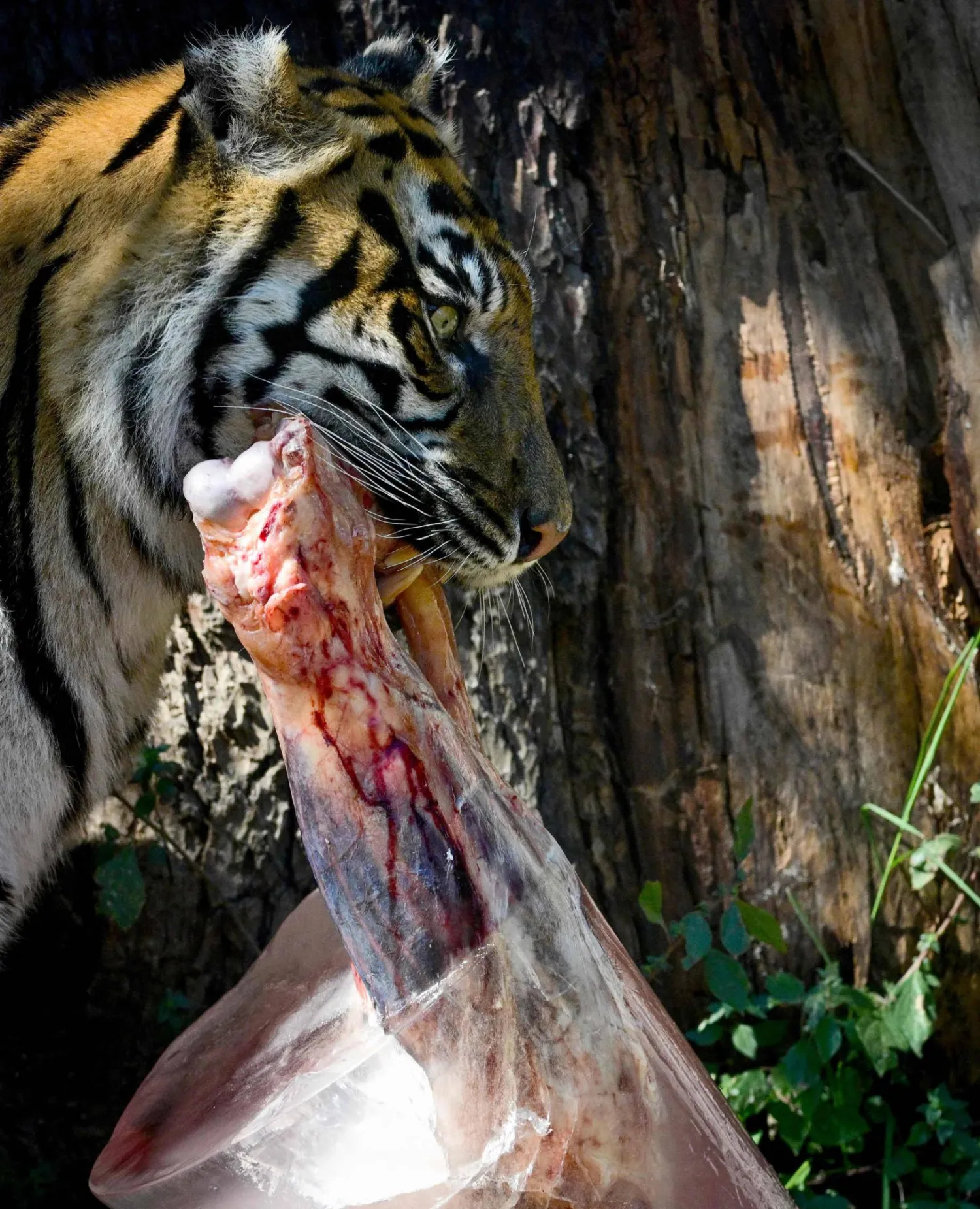 حتى النمور تحب السباحة (أ.ف.ب)