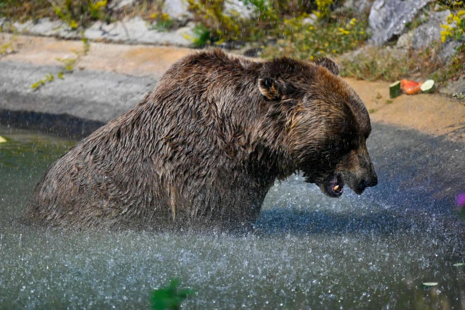 دب بني يجلس في مياه حوض سباحة في محمية الدببة حول قرية مرامور شرق بريشتينا في كوسوفو (أ.ف.ب)