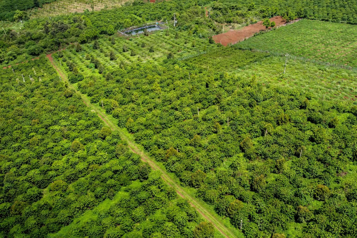 FILE PHOTO: A drone view shows a coffee plantation belonging to Doan Van Thang, a coffee farmer, in Pleiku, Gia Lai province, Vietnam, June 12, 2024. REUTERS/Minh Nguyen/File Photo