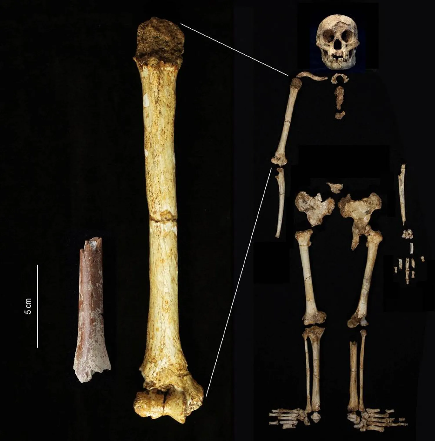 A fragment (left) of the upper arm bone called the humerus - belonging to a diminutive extinct human species called Homo floresiensis, that dates to about 700,000 years ago and was discovered at the Mata Menge site on the Indonesian island of Flores - is shown at the same scale as the humerus of a later Homo floresiensis fossil dating to 60,000 years ago from the Liang Bua cave site in Flores, in this handout image released on August 6, 2024. (Yousuke Kaifu/Handout via Reuters) 