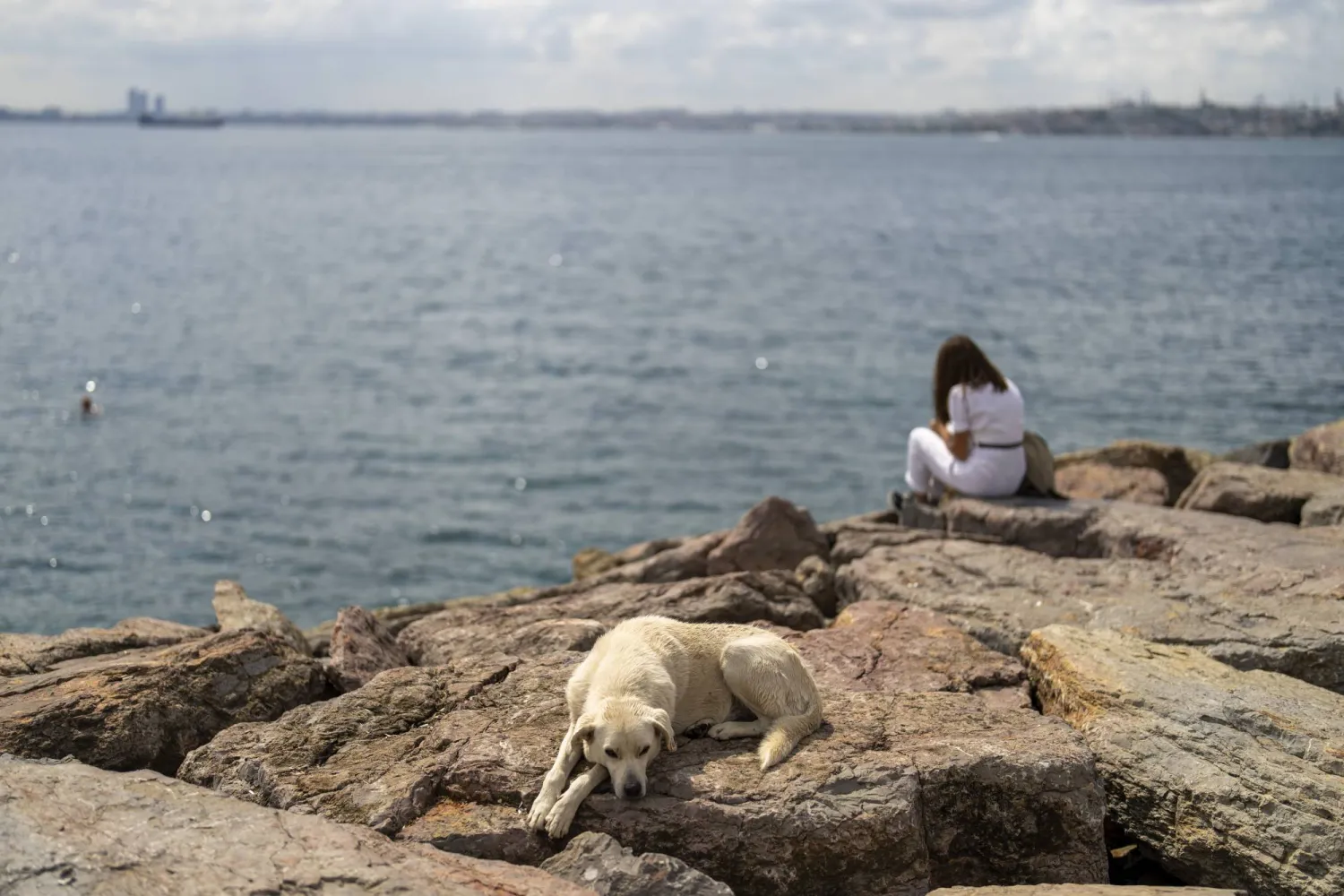 A stray dog rests at Kadikoy sea promenade in Istanbul, Türkiye, Saturday, July 6, 2024. (AP Photo/Francisco Seco)