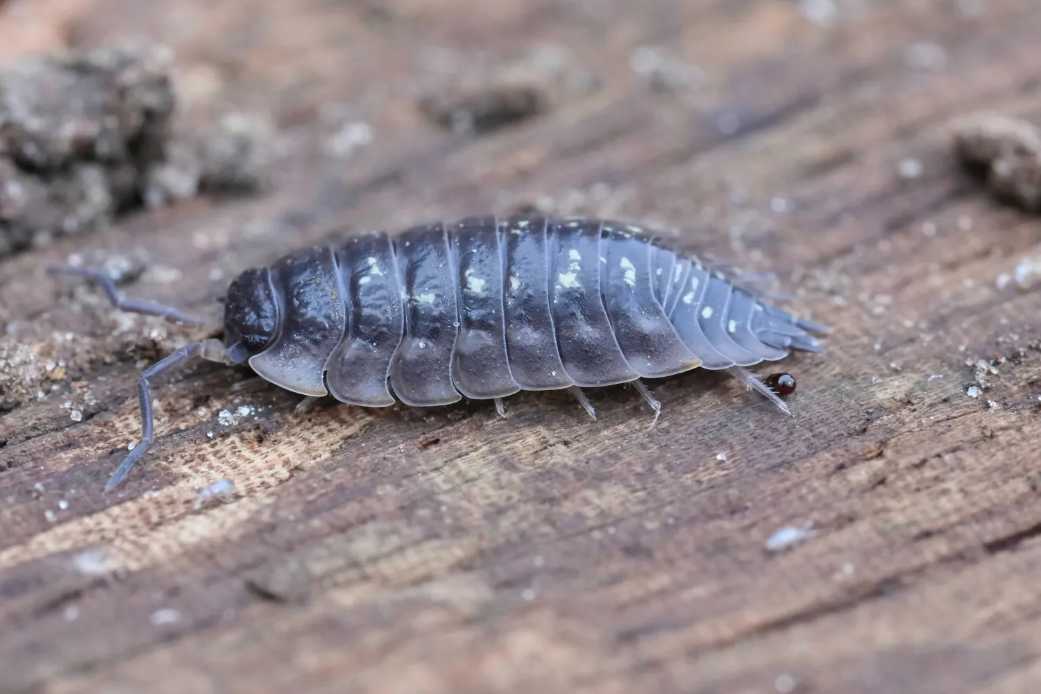 «قمل الخشب» يهوى التسلُّل إلى المنازل (شاترستوك)