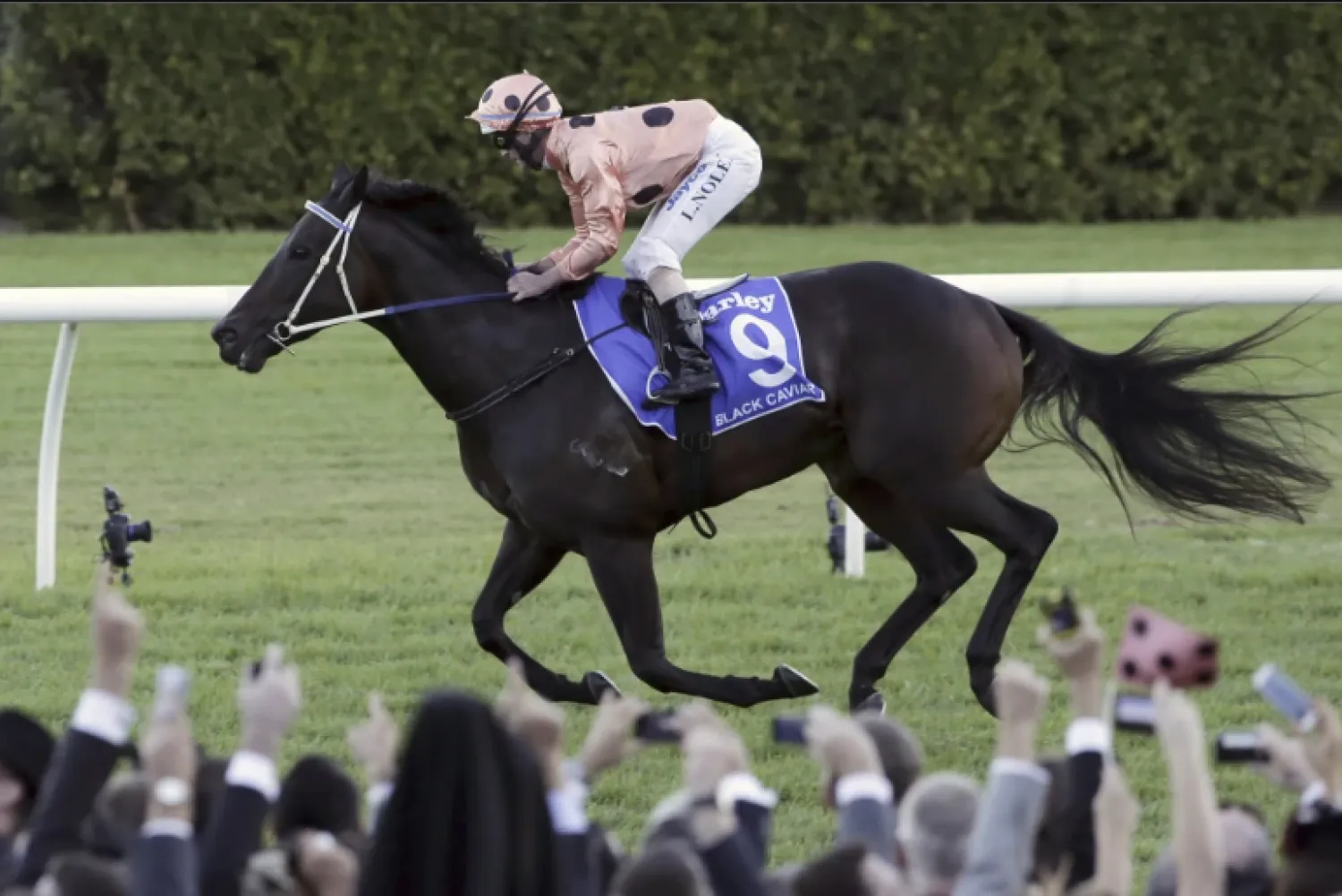  Black Caviar, who was unbeaten in 25 career starts and won 15 Group 1 races and nearly 8 million Australian dollars (more than $5.3 million) in prize money, has died. - The AP 