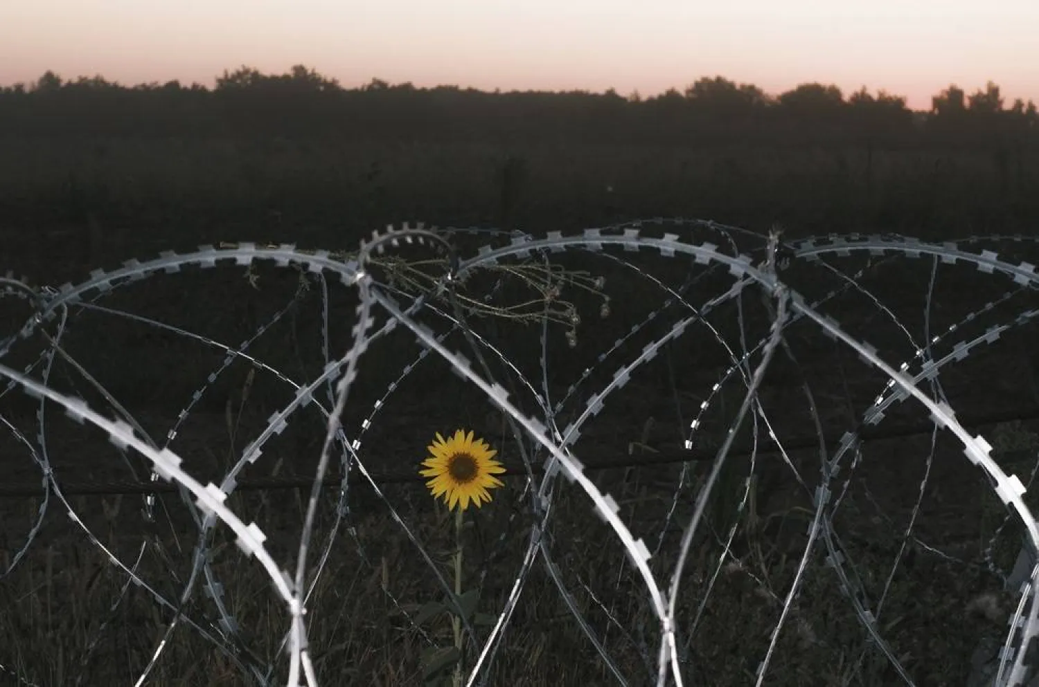 Fortification structures set up not far from the Ukraine-Russia border in the Sumy region near the border with Russia, Ukraine, 17 August 2024 amid the Russian invasion. (EPA)