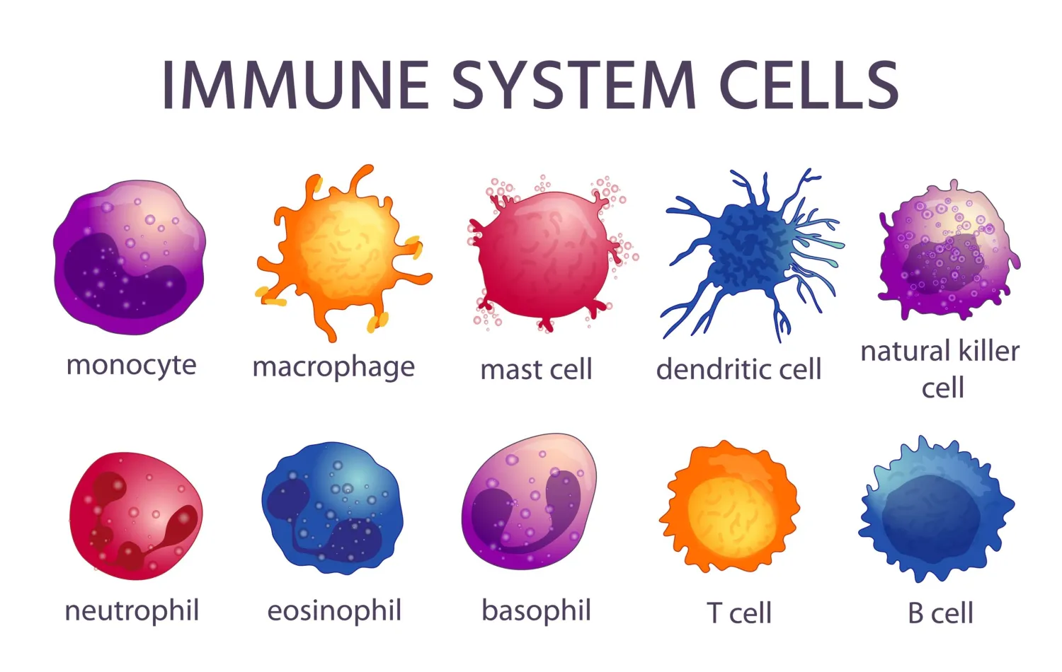 أنواع من خلايا الجهاز المناعي وتظهر فيها «الخلايا البدينة» في الصف الأعلى (الثالثة من اليسار) في حين تظهر «العدلات» في الصف الأسفل (الأولى من اليسار)