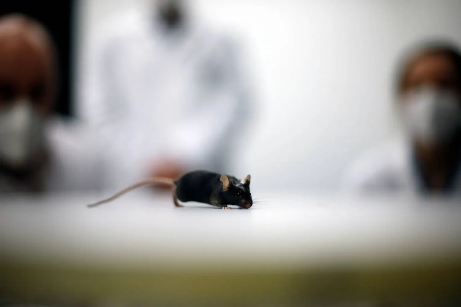 الفئران ضخمة إلى الحد الذي قد يجعل القطط تخاف منها (أرشيفية - رويترز)