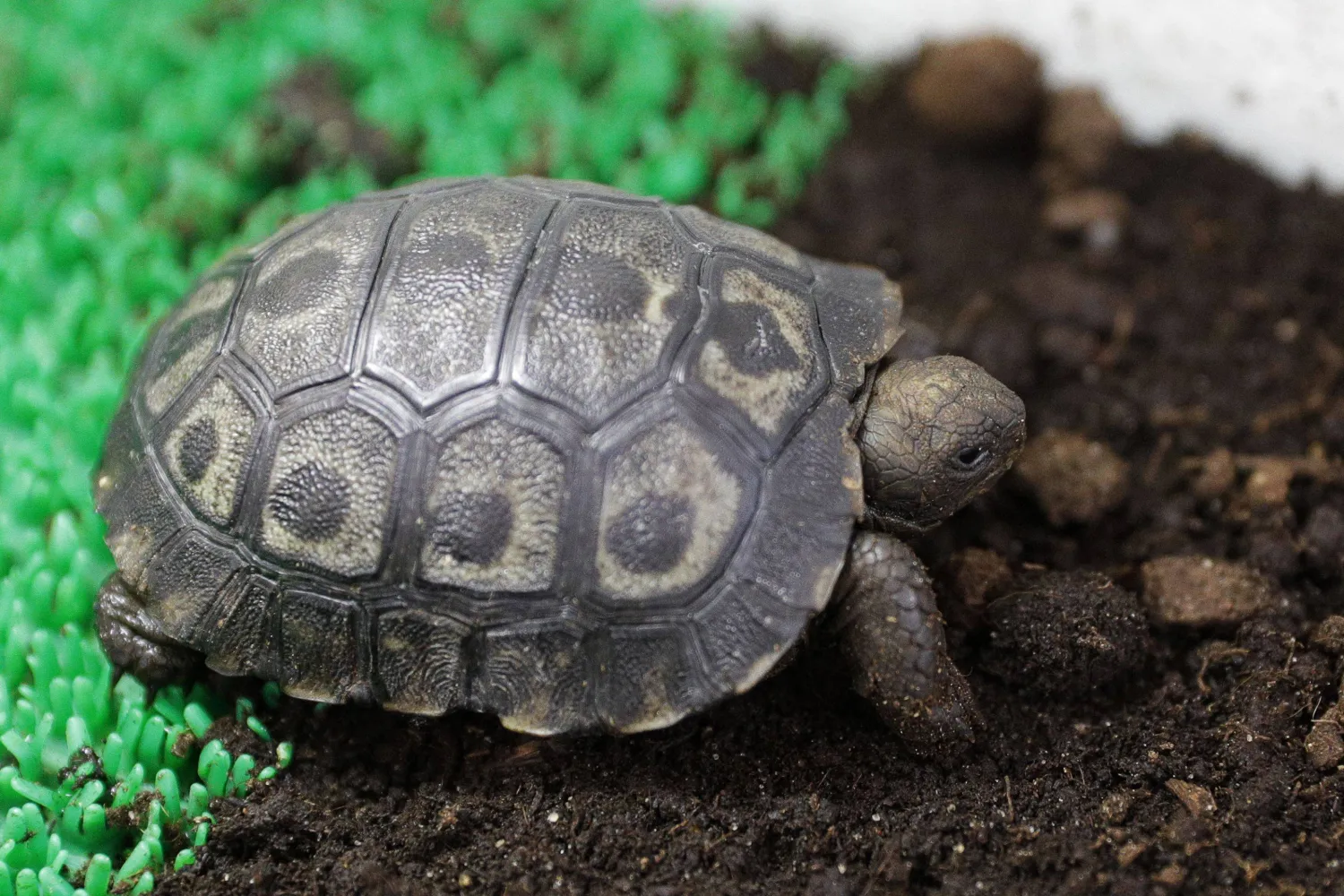 عينات من بعض السلاحف تطابقت مع نوع البكتيريا الموجود لدى أصحابه المصابين (أ.ف.ب)