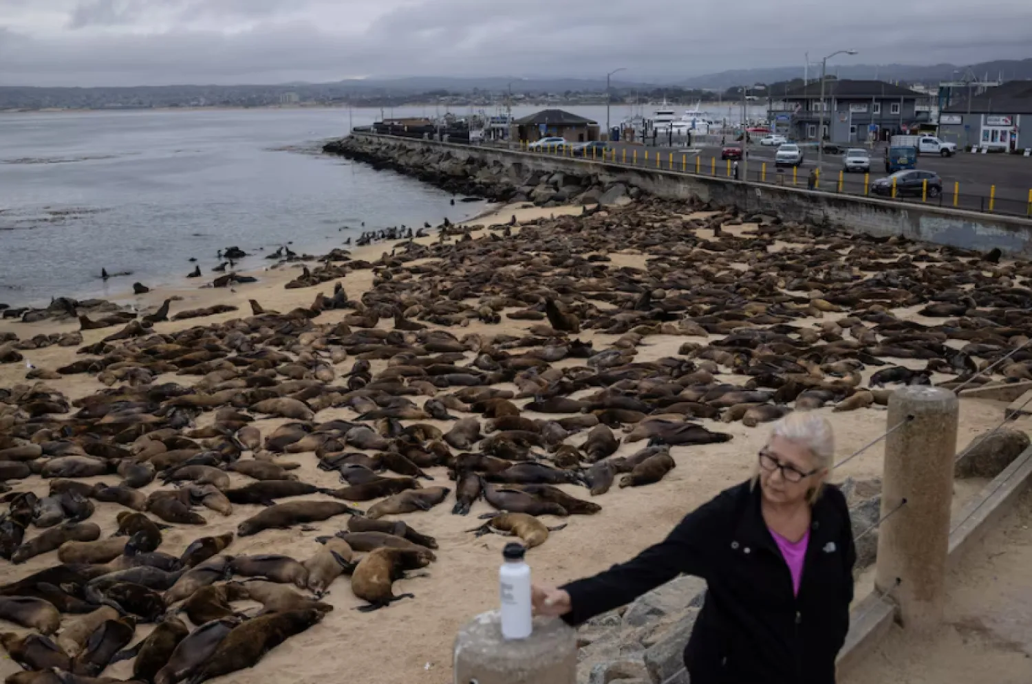 Sea lions congregate at San Carlos Beach while local authorities decided to temporarily close the beach due to the large crowd of these marine mammals in Monterey, California, US, August 22, 2024. REUTERS/Carlos Barria Purchase Licensing Rights