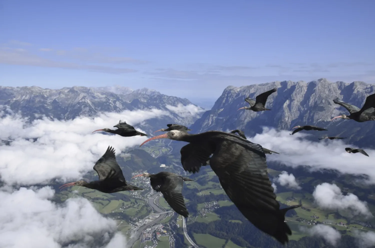 This photo provide by Waldrappteam Conservation & Research shows the migration from Northern Bald Ibis, or the Waldrapp from Seekirchen am Wallersee in Austria to Oasi Laguna di Orbetello in Italy during August and September 2022. (Waldrappteam Conservation & Research via AP)