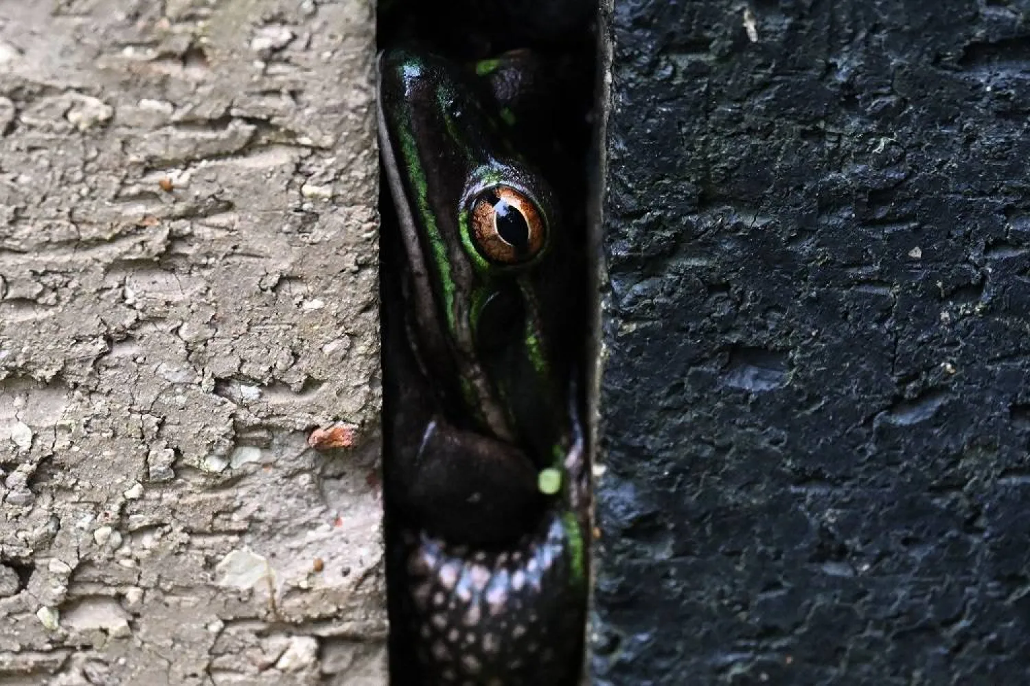 This picture taken on August 13, 2024 shows a green and golden frog, an endangered specie, hiding between bricks inside a sauna at the research center of Macquarie University in Sydney. (AFP)