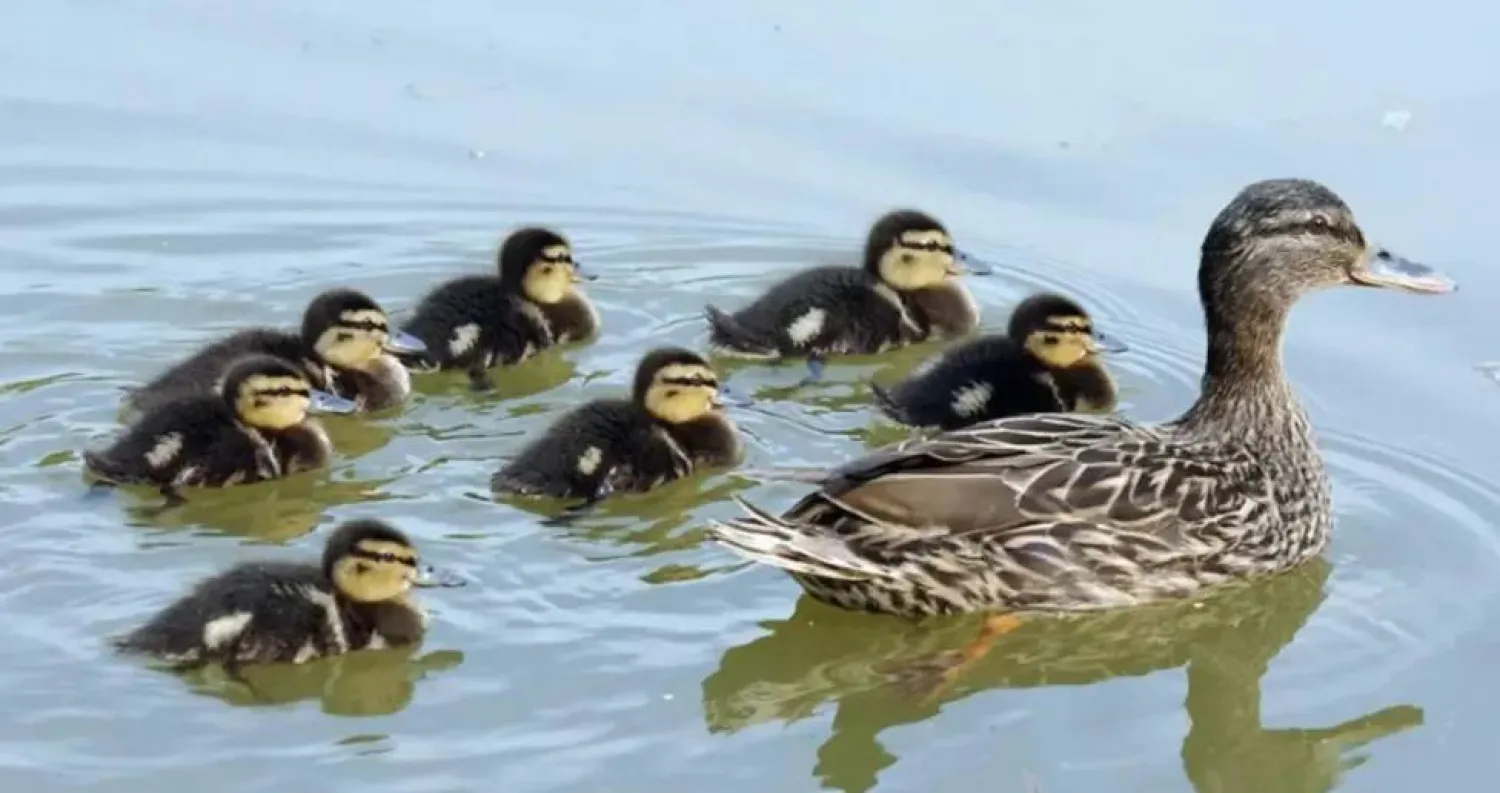 البطَّ كلَّف الموقف المحرج (شاترستوك)