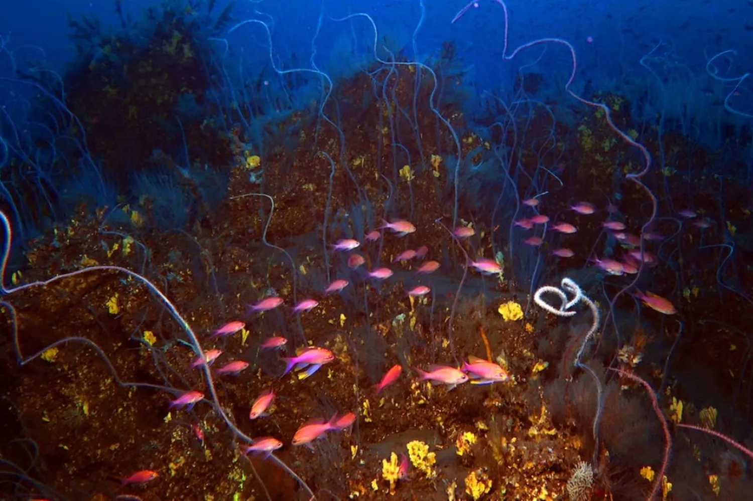 La Palma'daki Tojagaite volkanının su altındaki lavında mercanlar ve balıklar (IGME-CSIC)