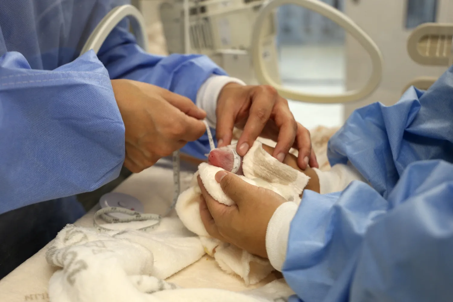  This handout photo taken on August 22, 2024 and released by the Berlin Zoological Garden on August 23, 2024 shows veterinarians measuring the head circumference of a newborn panda cub in an incubator after female Giant Panda Meng Meng, 11-years-old, gave birth to two cubs that day at the zoo in Berlin, Germany. (Photo by Handout / BERLIN ZOOLOGICAL GARDEN / AFP) 