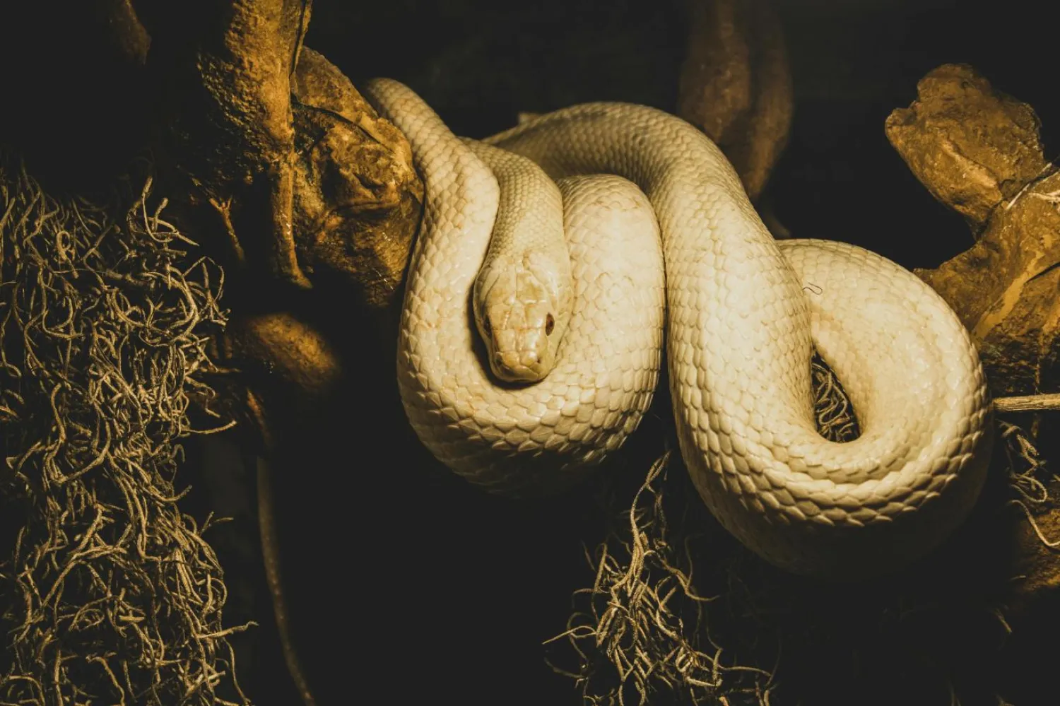 Bilim insanları pitonların kalbini, sporcularınkine benzetiyor (Pexels)