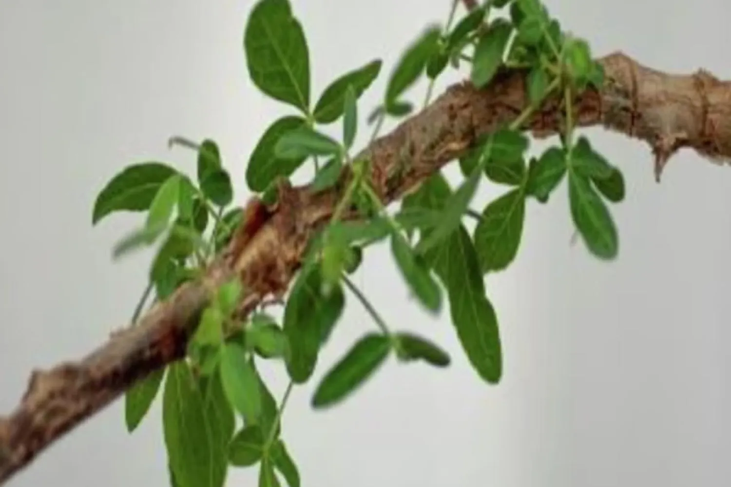 "Sheba" ağacının yaprakları (Guy Eisner/Communications Biology (2024))