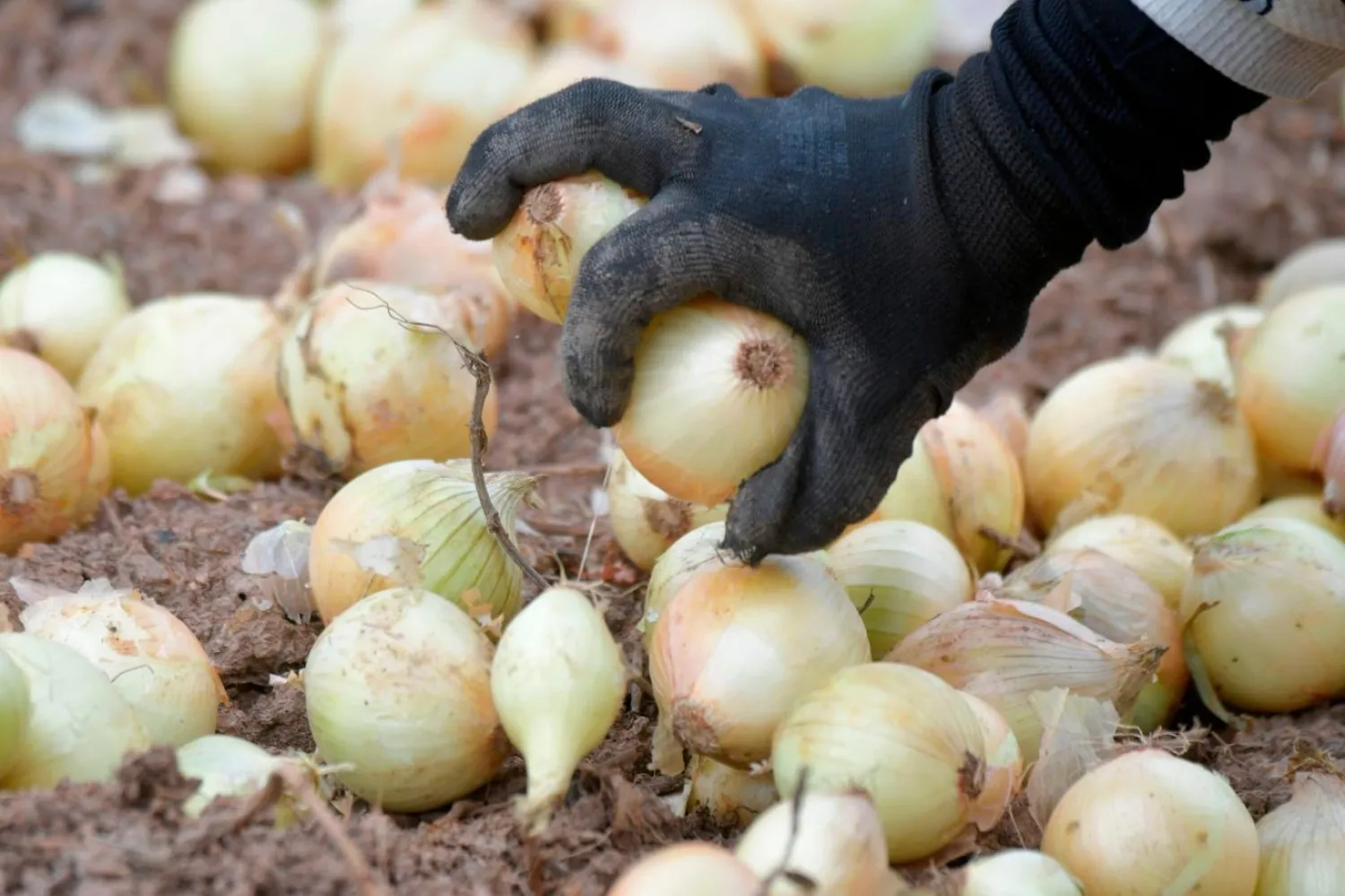 Dornau'nun şirketi soğan dışında kavun ve kök sebzeler de yetiştirirken AfD'li siyasetçiler, Belarus gibi Rus lider Vladimir Putin'den destek almakla suçlanıyor (AFP)