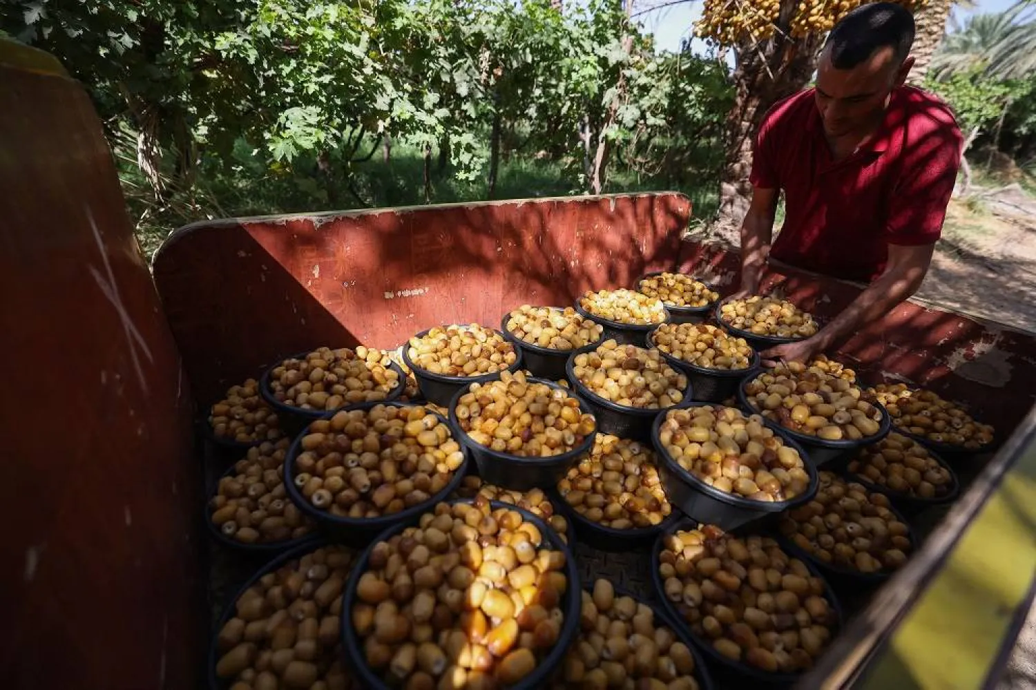 An Iraqi farmer loads a vehicle with crates of freshly-picked dates during harvest season in a field in Janajah village in Iraq's Al-Qasim district south of Babylon on September 4, 2024. (AFP) 