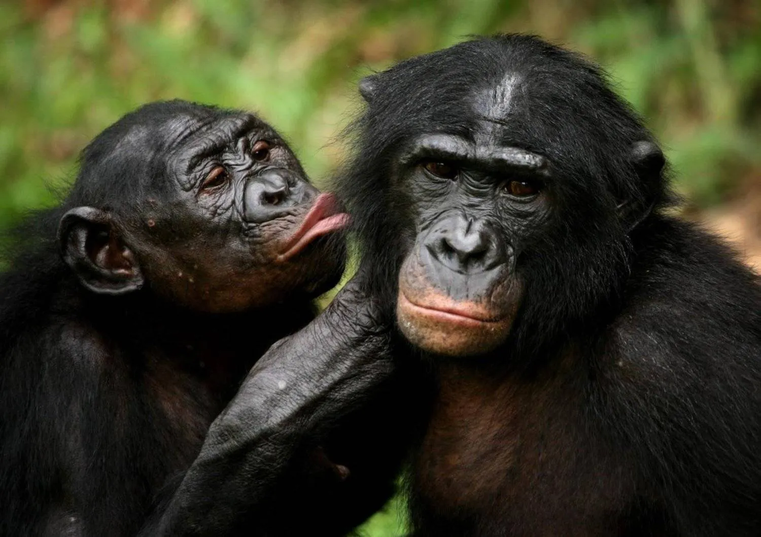 Bonobo apes, primates unique to Congo and humankind's closest relative, groom one another at a sanctuary just outside the capital Kinshasa, Congo on October 31, 2006. REUTERS/Finbarr O'Reilly/File Photo
