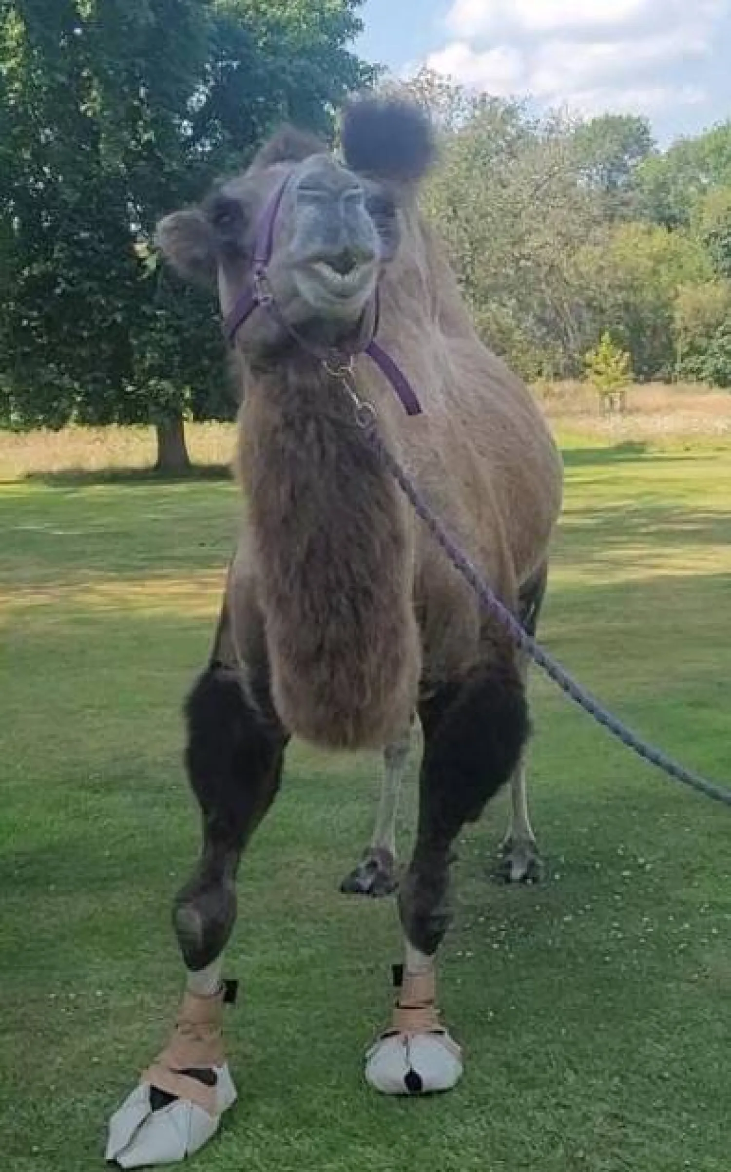 الفرصة الثانية (إكس)