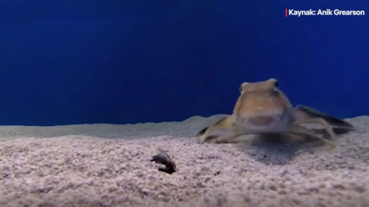 Kırlangıç balığının bacakları tat alma yeteneği kazandı