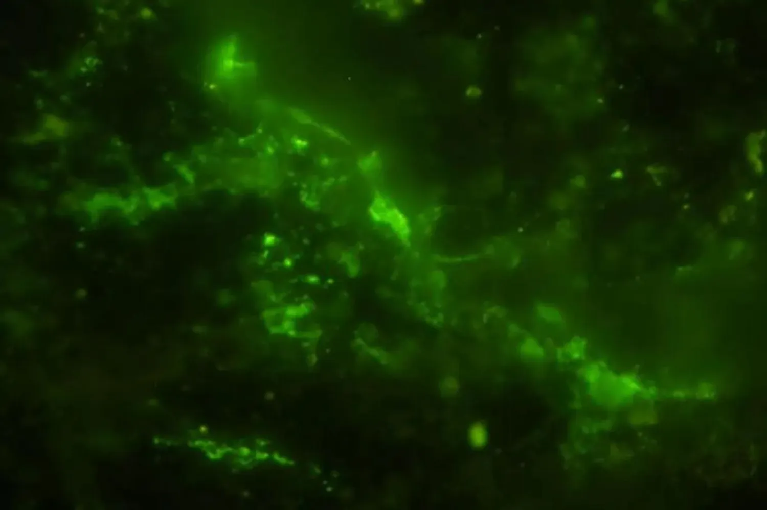 2 milyar yıllık kaya örneğindeki çatlaklarda mikrobiyal hücreler tespit edildi (Microbial Ecology)