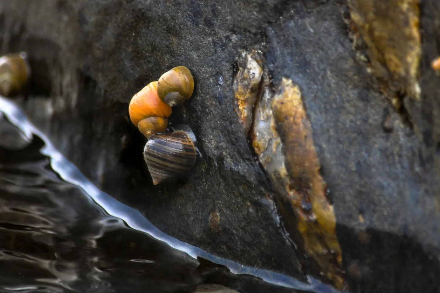 Bilim insanları, deniz salyangozunun geçireceği değişimi isabetli bir şekilde öngördü (Daria Shipilina)