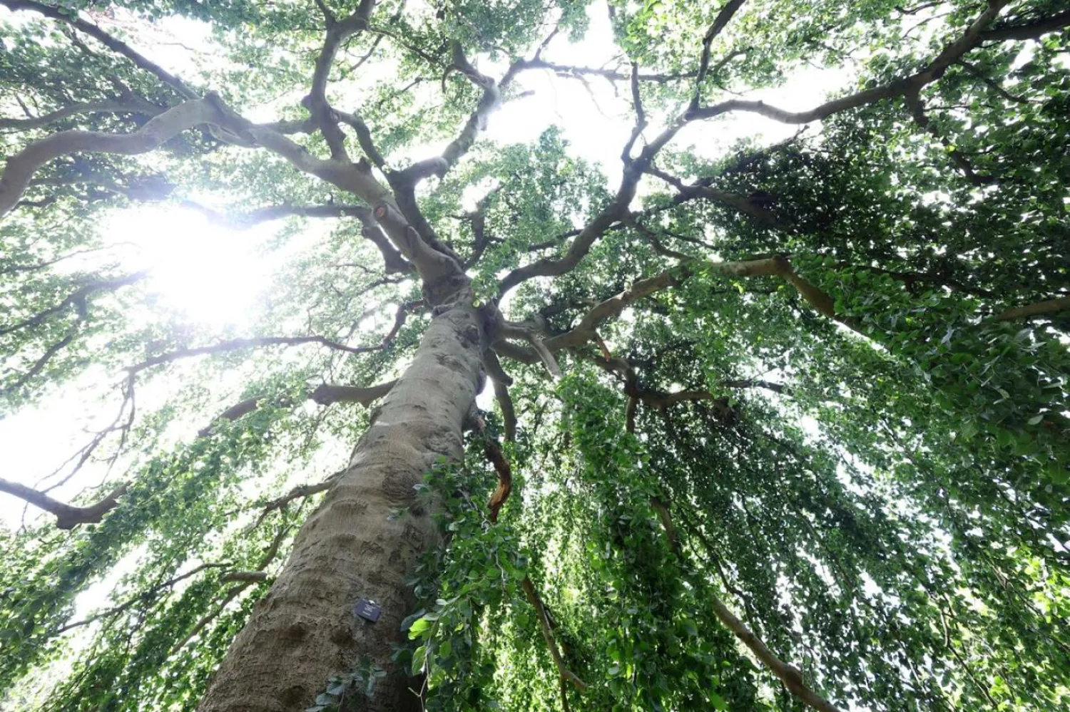 Ağaçlar, Dünya'nın kara kütleleri üzerindeki en zengin doğal kaynaklar arasında yer alıyor (Reuters)