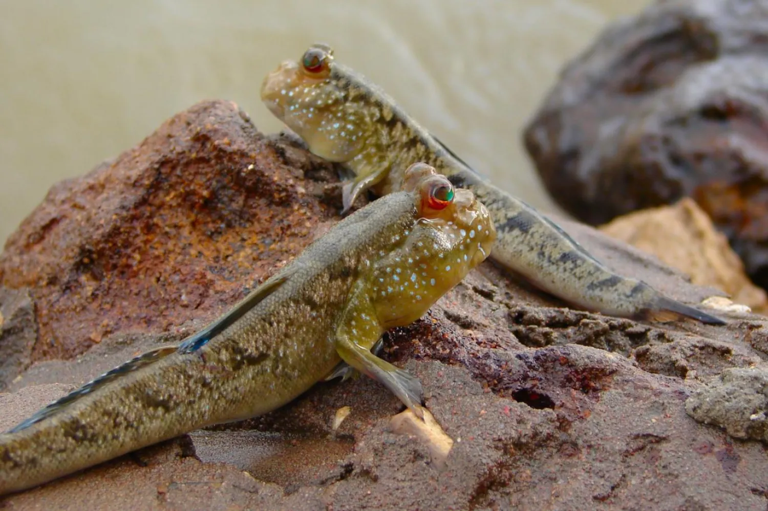 Araştırmacılar, "paleodan esinlenen robot" çalışmalarında çamur zıpzıpı gibi karada yürüyebilen balıklardan ilham alıyor (Wikimedia Commons)