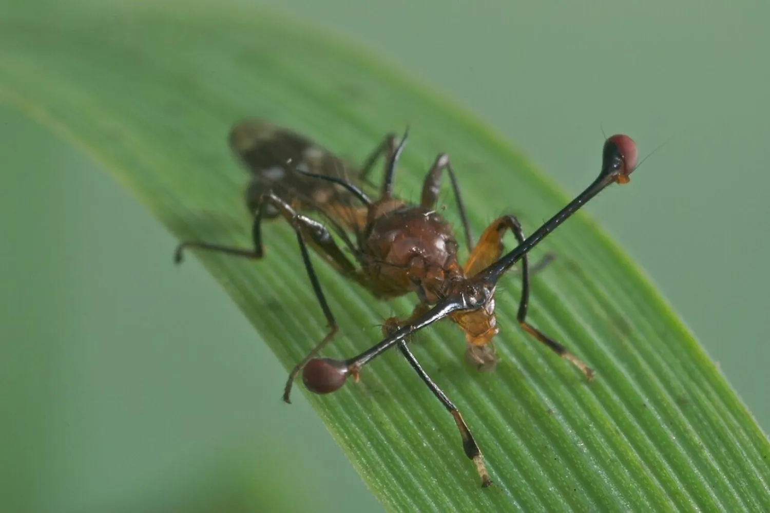 Uzun göz sapına sahip erkekler, dişilerin ilgisini daha çok çekiyor (Wikimedia Commons)