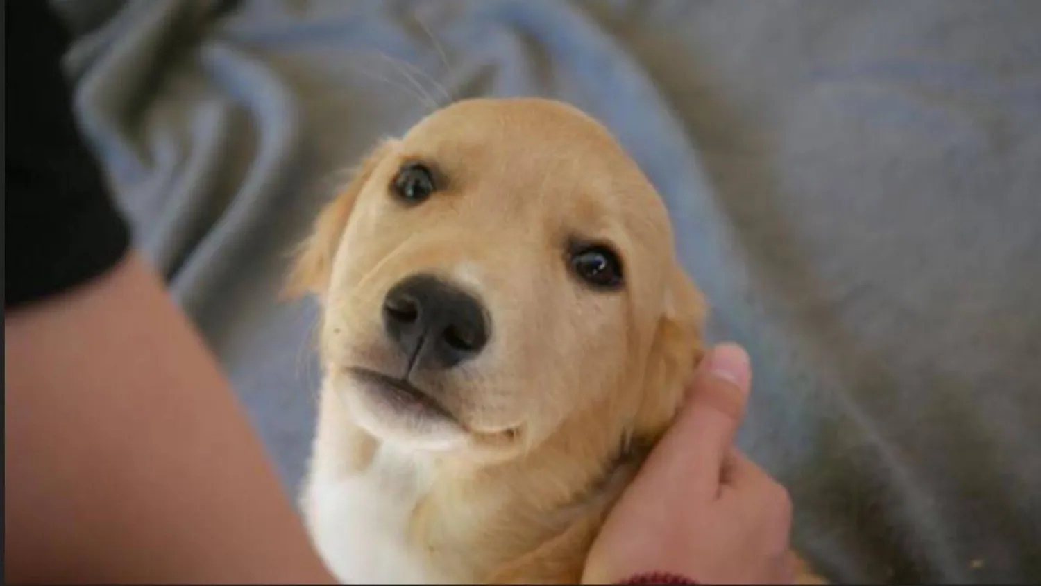 النظر في عينَي كلبك يعني أن إشارات دماغك ودماغه ستتزامن معاً (جامعة إيوتفوس لوراند)