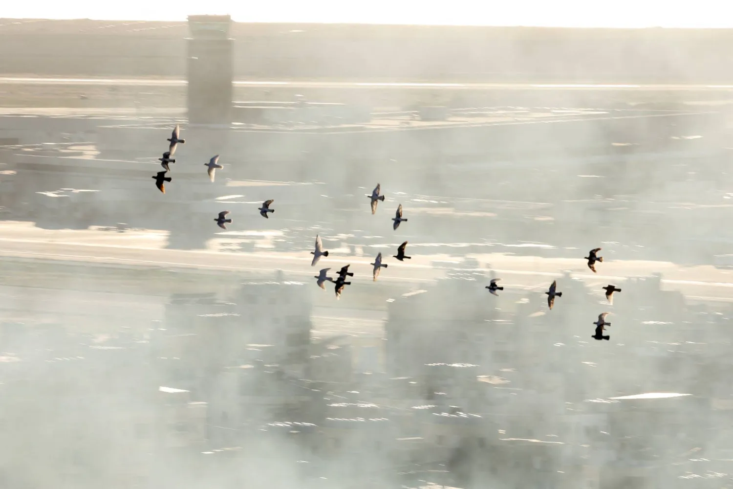 عصافير في سماء الضاحية الجنوبية لبيروت إثر استهدافها بالغارات الإسرائيلية (رويترز)