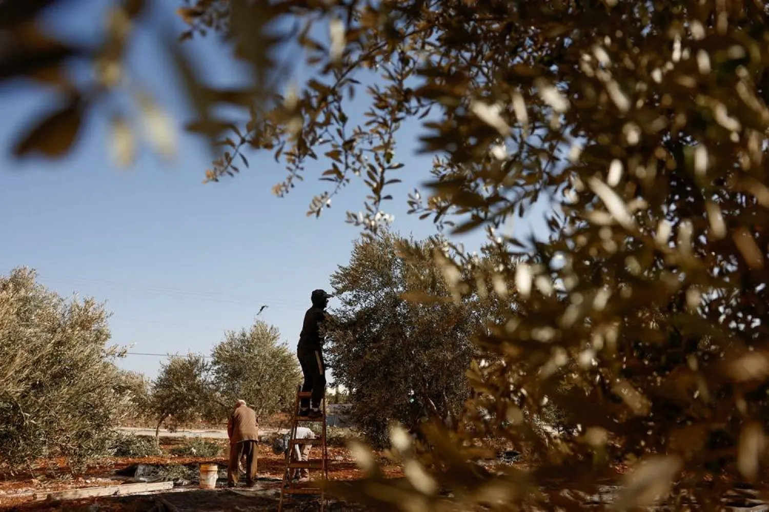A Palestinian man picks olives during harvest season near Nablus, in the Israeli-occupied West Bank, October 14, 2024. (Reuters)