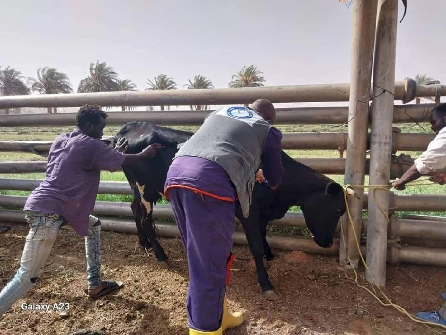 جانب من حملة تحصين الماشية ضد الحمى القلاعية بجنوب ليبيا (الحكومة بشرق ليبيا)