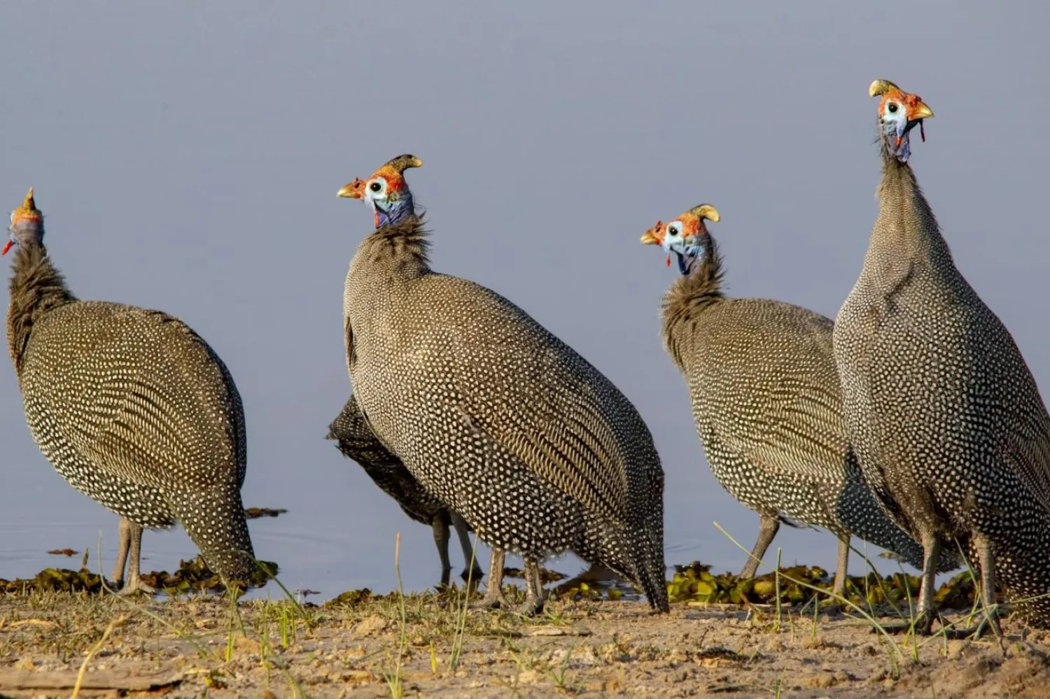 Yale Üniversitesi ve diğer kurumlardan bilim insanları, bir miğferli beç tavuğunun diz eklemi pozisyonlarını ölçmek ve işlevini dinozorlarla karşılaştırmak için X ışını görüntüleri kullandı (Unsplash)