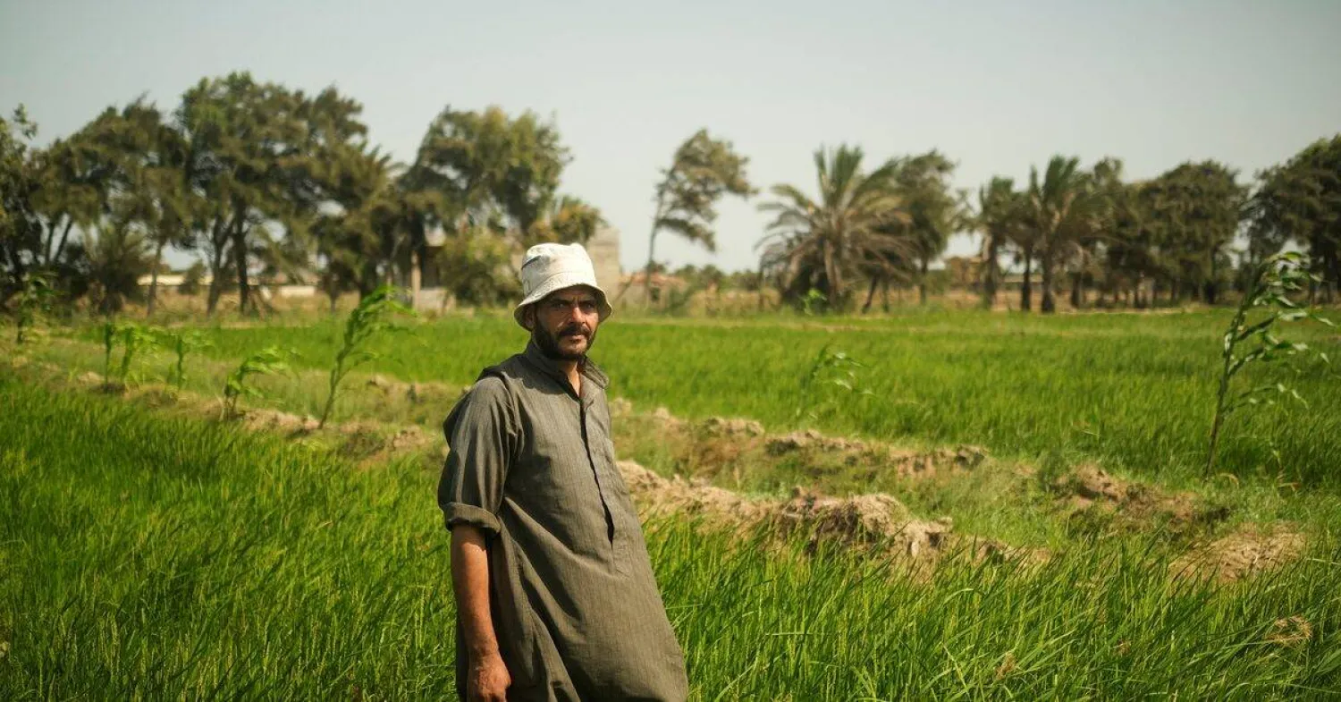 الأراضي الزراعية في دلتا النيل بمصر تكتسب ملوحة بسبب ارتفاع درجات الحرارة (رويترز)