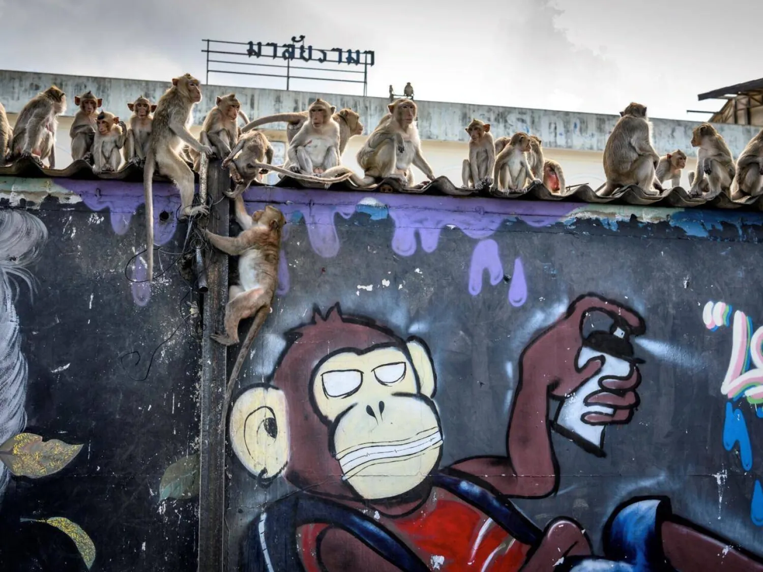 The human inhabitants of Lopburi have long suffered from a growing and aggressive monkey population. Mladen ANTONOV / AFP/File
