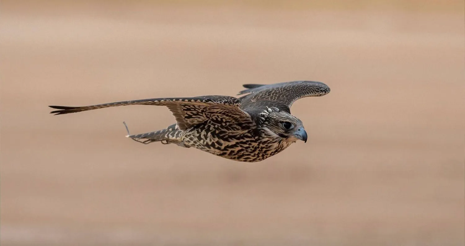 تعديل موعد انطلاق مهرجان الملك عبد العزيز للصقور ليقام في الفترة من 3 إلى 19 ديسمبر المقبل (نادي الصقور السعودي)