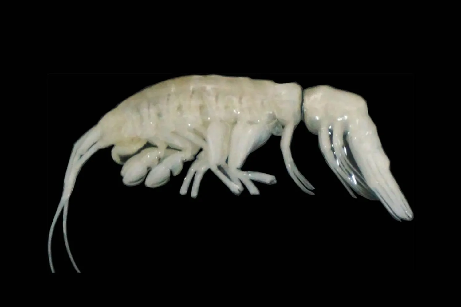 Şili açıklarında bulunan Dulcibella camanchaca, ismini yaşadığı karanlık sulardan alıyor (Woods Hole Oşinografi Enstitüsü)