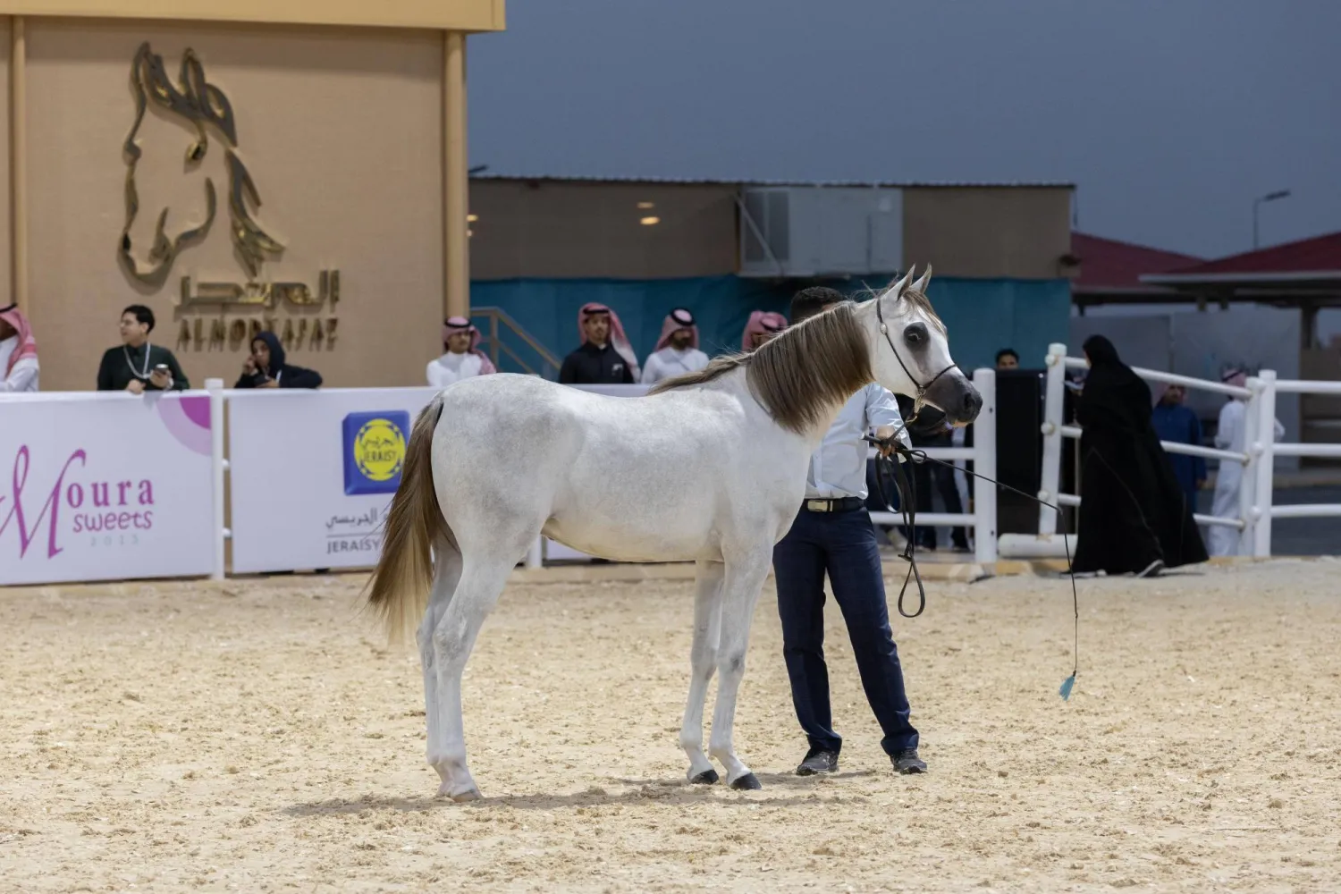 يشهد العرض الدولي مشاركة قياسية بـ451 رأساً من الخيل (واس)