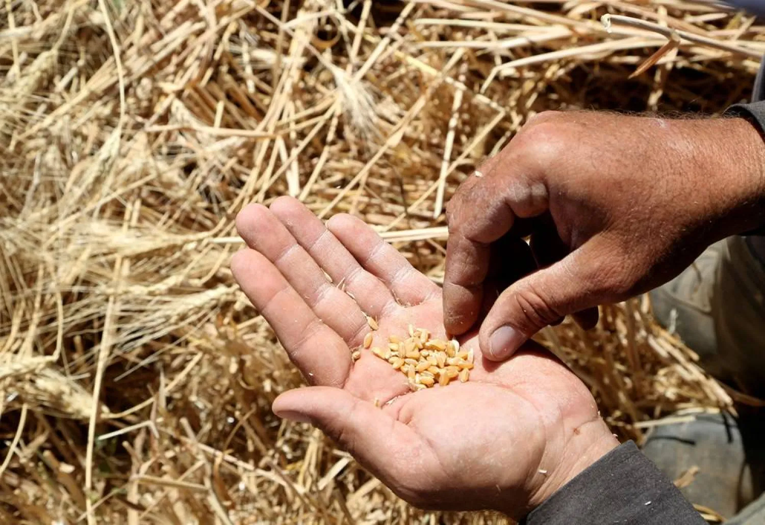 Farmer Imad al-Sayyed holds wheat grains in a field in Deir Khabieh, Damascus suburbs, Syria June 17, 2021. (Reuters)