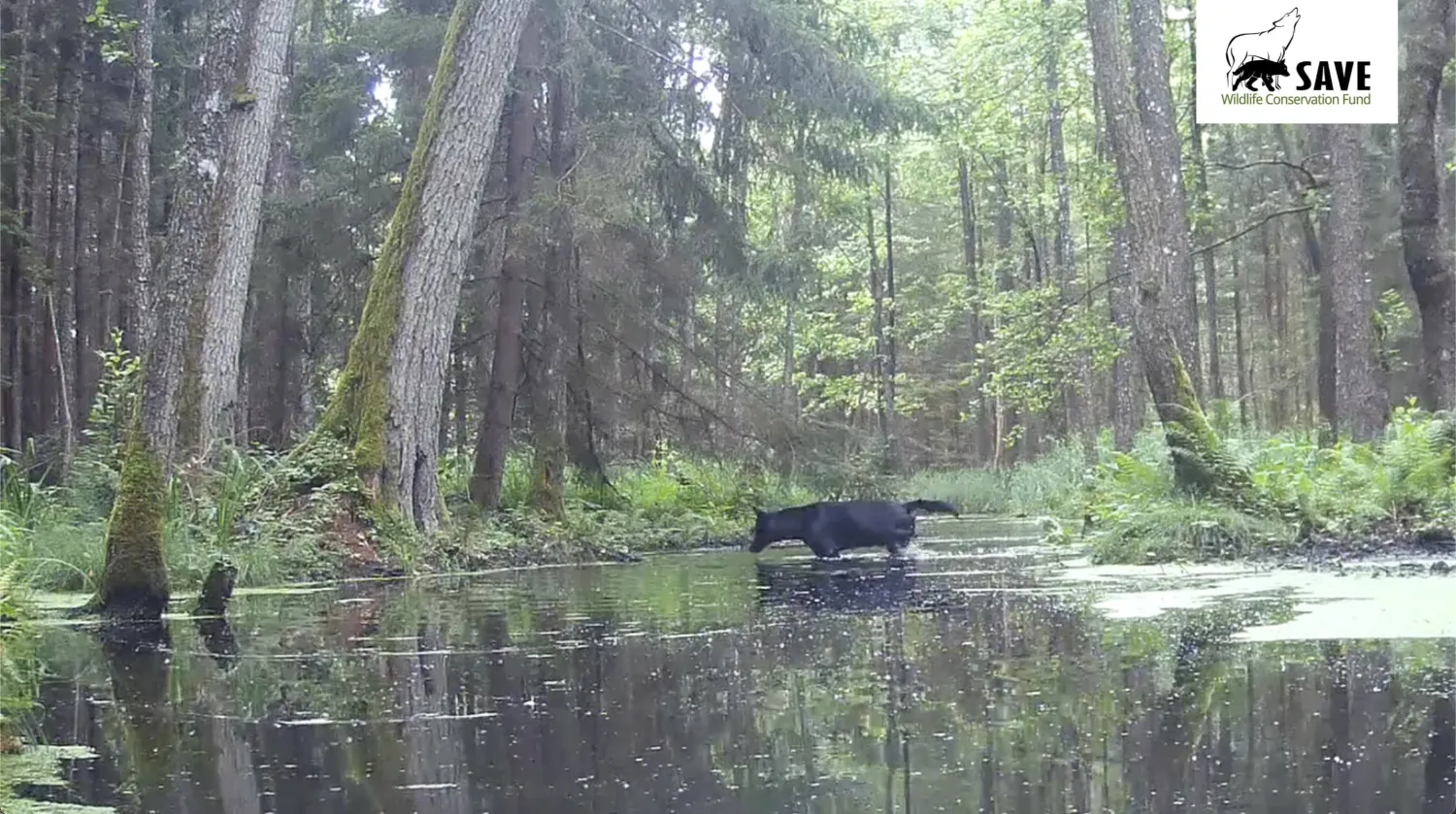 This image made from video provided by SAVE Wildlife Conservation Fund Poland shows a rare black wolf crossing a stream in a Polish forest last summer. (SAVE Wildlife Conservation Fund Poland via AP)
