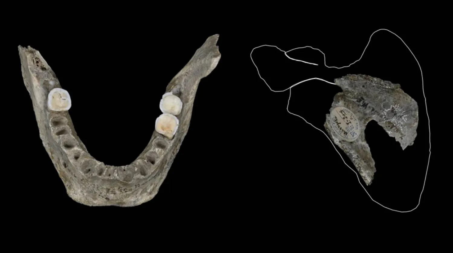 استخدم الباحثون المجهر الإلكتروني لدراسة العظام (مجلة «ساينتيفيك ريبورتس»)