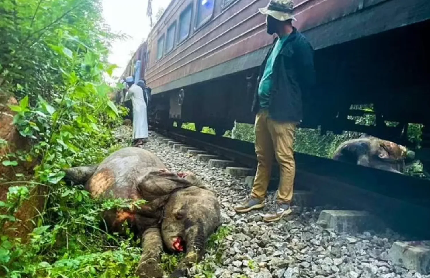 Six elephants died after a train hit them on the tracks and then derailed at Habarana in eastern Sri Lanka - AFP

