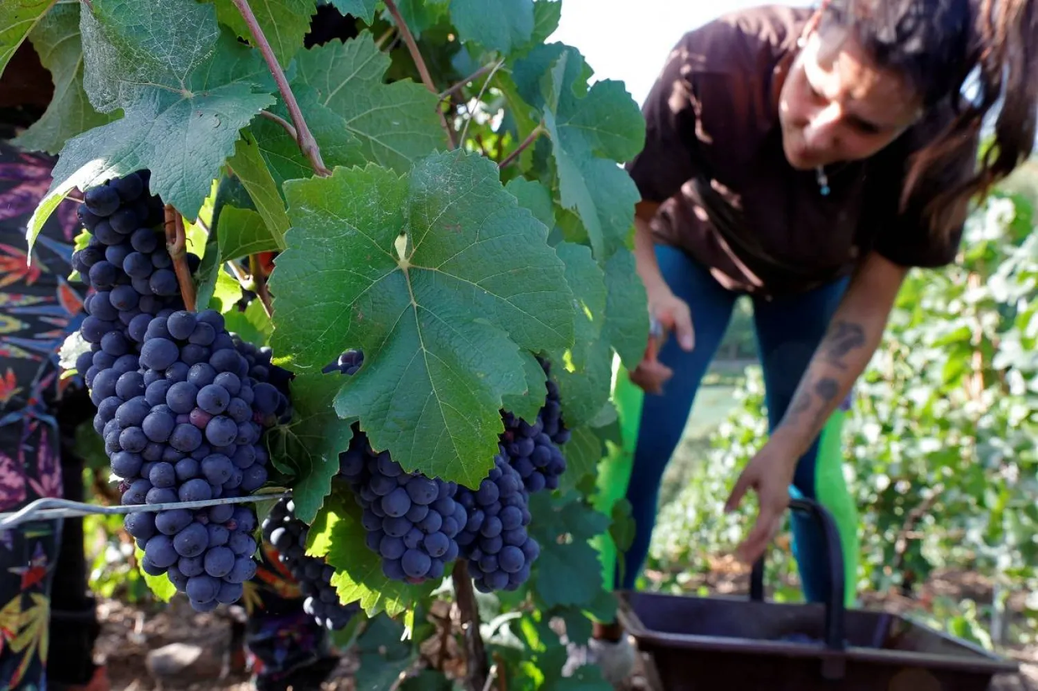 تناول العنب يسهم في الحفاظ على الكتلة العضلية وتحسين وظيفتها (رويترز)